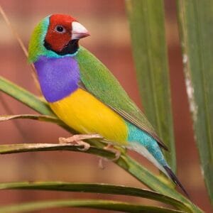 A vibrant Gouldian Finch with multicolored plumage including red, green, yellow, and purple, perched gracefully on a green leaf.