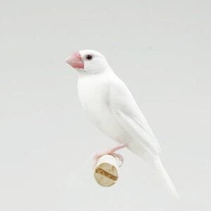 A pristine White Java Finch Sparrow with a soft pink beak perched on a wooden stick, exuding elegance against a neutral background.