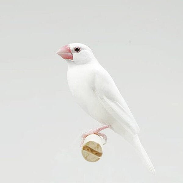 White Java Finch Sparrow