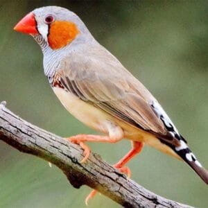 A beautiful Zebra Finch perched on a branch, showcasing its orange cheek patches, striped black-and-white chest, and light brown feathers against a natural background