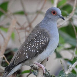 A graceful Diamond Dove with gray feathers, white diamond-like spots, and vibrant orange-red eyes perched on a branch against a natural green background