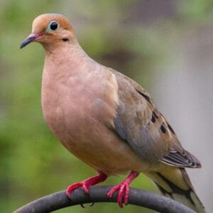 A beautiful Brown Dove perched on a metal branch, showcasing its soft brown feathers, red legs, and calm demeanor against a blurred green background