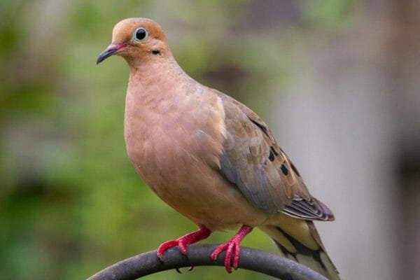 Elegant Brown Dove