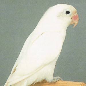 A rare Albino Black Eyes Lovebird perched on a wooden stand, displaying its pure white plumage and deep black eyes.