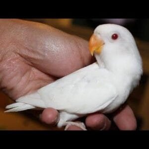 A rare Albino Red Eyes Lovebird with pure white feathers, perched on a hand, displaying its striking red eyes