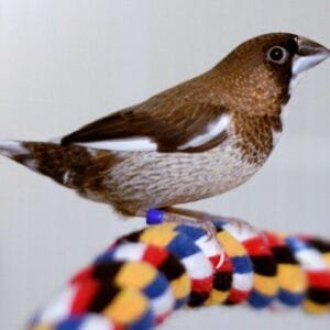 A Bengali Finch perched on a colorful rope perch inside a cage, showing its unique brown and white plumage.