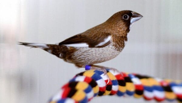 Bengali Finch (Pair)