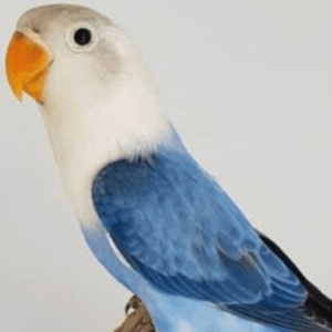 A beautiful Blue Opaline Lovebird perched on a wooden branch, showcasing its sky-blue feathers, white face, and orange beak