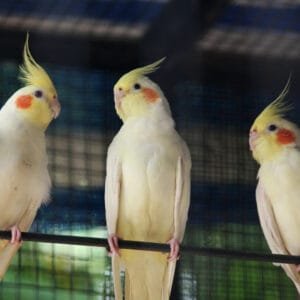 A pair of Cockatiel Common White with bright orange cheek patches perched inside an aviary.