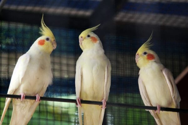 Cockatiel Common White (Pair)