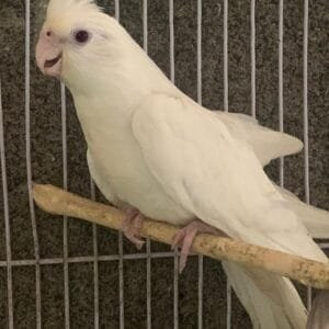 A beautiful white Eno Cockatiel perched on a wooden stick inside a cage.