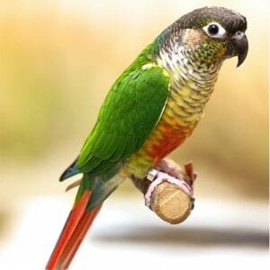 A Green-Cheeked Conure perched on a wooden stand, showcasing its vibrant green plumage and red tail.