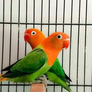 A beautiful pair of Green Opaline Lovebirds perched inside a cage, displaying their bright green wings and deep orange faces.