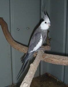 A Grey Cockatiel White Face perched on a wooden branch inside a bird aviary.