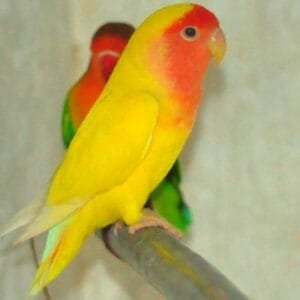 A bright yellow Lutino Lovebird with a red-orange face perched on a bar, with another lovebird in the background.