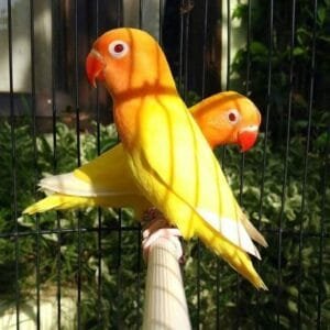 A beautiful pair of Lutino Personata Lovebirds perched inside a cage, showcasing their bright yellow feathers, orange faces, and red eyes