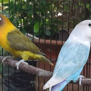 A beautiful pair of Pastel Blue Lovebirds perched on a branch inside a cage, showcasing their soft blue plumage and white faces.