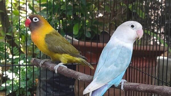 Pastel Blue Lovebird (Pair)