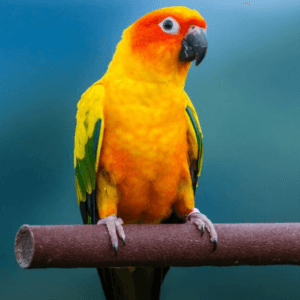 A vibrant Sun Conure perched on a wooden bar, showcasing its bright orange, yellow, and green feathers against a blurred natural background.