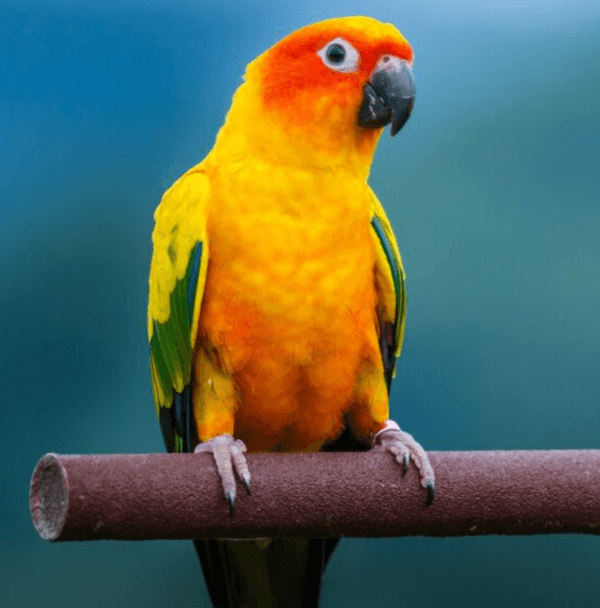 Sun Conure (Pair)