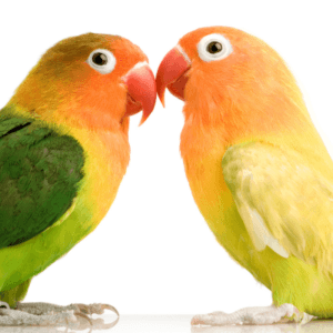 lovebirds