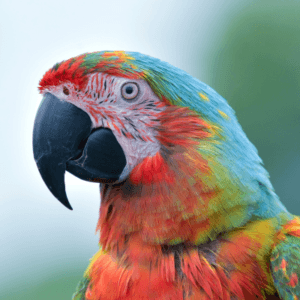 macawparrots