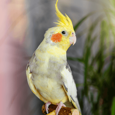 Cockatiel Parrot