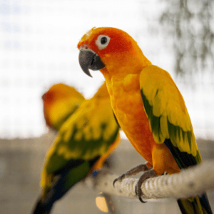 conure-parrot