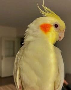 A close-up of a Yellow Cockatiel with bright orange cheeks, perched indoors with soft lighting