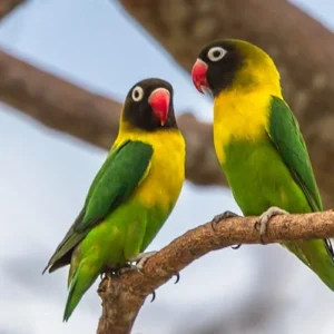 A beautiful pair of Black Mask Yellow Chest Lovebirds perched on a branch, showcasing their striking black faces, yellow chests, and vibrant green plumage