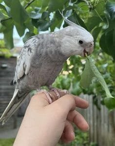 A Cockatiel All Grey perched on a hand, nibbling a green leaf in an outdoor setting.