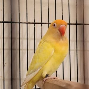 A Creamino Lovebird perched inside a cage, showcasing its pastel yellow plumage, peach face, and red eyes