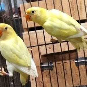 A beautiful pair of Decino Lovebirds perched inside a cage, showcasing their soft yellow plumage and bright orange beaks