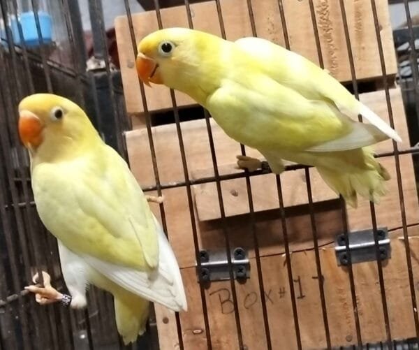 Decino Lovebird (Pair)