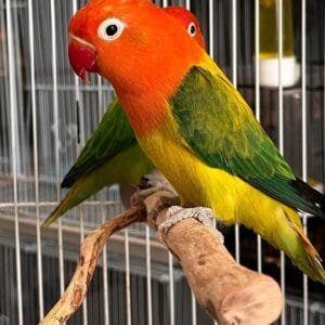 A pair of Fischer’s Lovebirds perched on a wooden branch inside a cage, displaying their bright green bodies and orange-red faces.