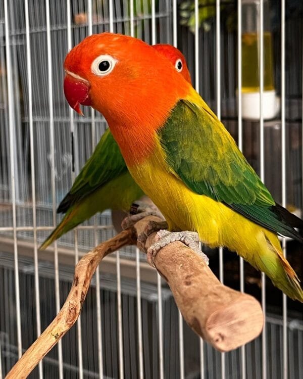 Lovebird Green Fischer (Pair)