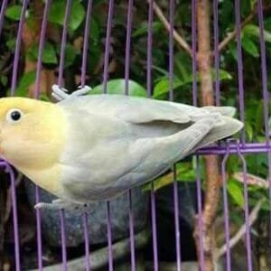 A beautiful Pastelino Lovebird perched inside a cage, showcasing its soft pastel-colored feathers and creamy yellow face.