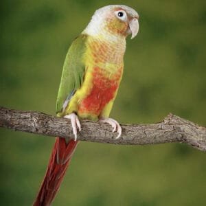 A vibrant Pineapple Conure perched on a branch, showcasing its bright yellow, red, and green plumage.