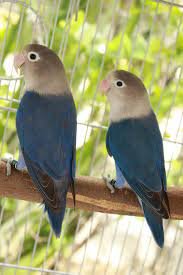 A beautiful pair of Violet Fischer Lovebirds perched on a branch inside a cage, displaying their rare blue-violet feathers and beige faces