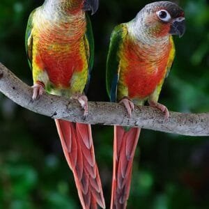 A beautiful pair of Yellow-Sided Conures perched on a branch, showcasing their vibrant yellow, green, and red plumage.